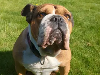 Old english bulldog 