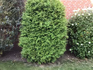 Flot Thuja Atrovirens ca 200 x 100 bortgives.