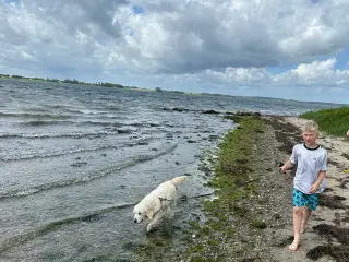 Goldendoodles hvalpe på vej