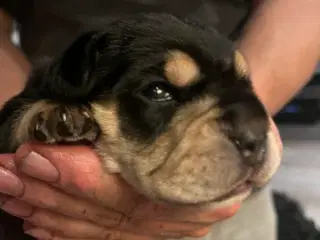 Engelsk Cocker spaniel og engelsk bulldog blanding