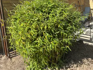 Bambus plante