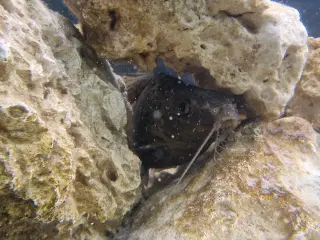 Upside Down catfish 