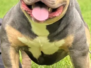 American Bully pocket HAKIM  Strong Dreng ABKC