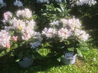 Rhododendron. R. Cunninghams White