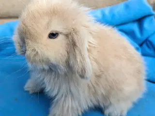 Minilop kaninunge sælges 