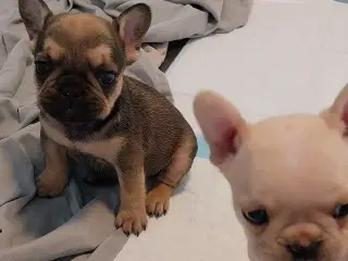 Ægte Franske Bulldogs
