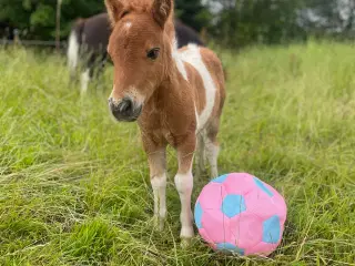 Broget Shetlandspony føl