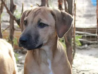 Sødeste Odin søger familie 