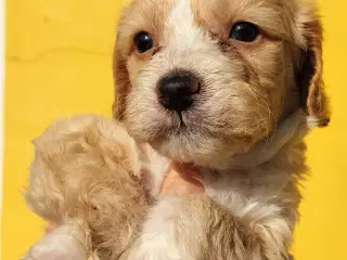 Cocker lagotto (lig cockerpoo)