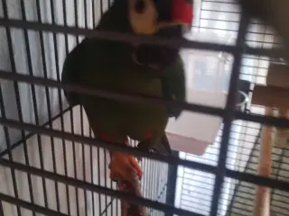 Ara Maracana til salg