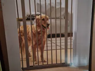 Hundegitter 107 cm høj
