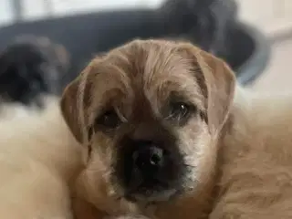Fransk cavapoo hvalp 10 uger