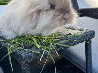 Lionlop søger nyt hjem 