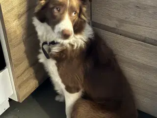 Border collie Unghund sælges 