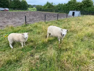 Texel får med lam