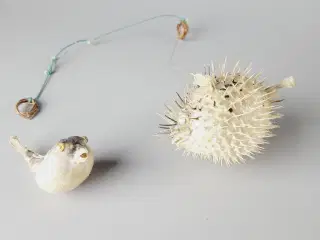 ⭐️· Sæt af 2 små tørrede Pindsvinefisk / Kuglefisk
