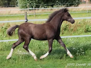 Lækker welsh hoppeplag