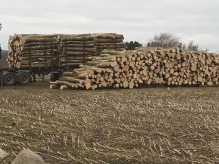 Bøgebrænde sælges