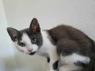 Pepper ✅️️ killing klar til adoption ♂️