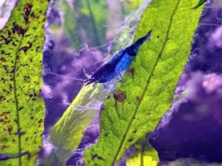 Blue Dream (reje til akvarie)