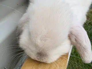 Minilops 