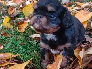 King Charles Spaniel 