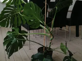 MONSTERA DELICIOSA