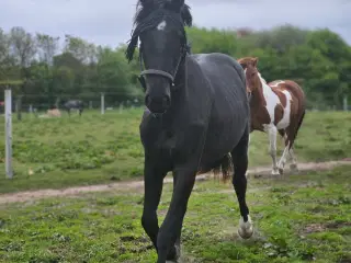 Sort smuk hoppeplag 