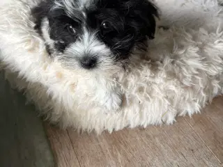 Allergivenlig -mini/ micro Yorkie mix