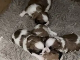 Shih Tzu (boomer) hvalpe