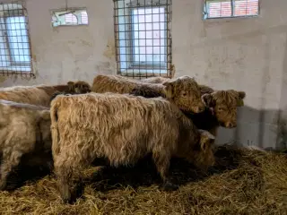 Skotsk højlandskvæg til salg – 8 stk.