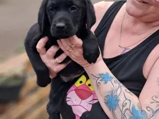 Labrador hvalpe 