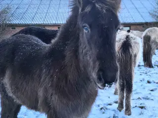 Super lækkert hingsteføl💙