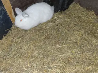 2 kaniner med bur