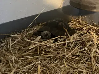Russisk landskildpadde med bur 