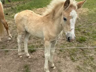 Haflinger hoppe føl 