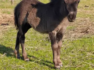 Miniature hoppeføl