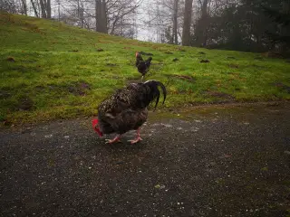 Flot og venlig Orbington/Skovhane