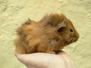 2 Rosette brødre