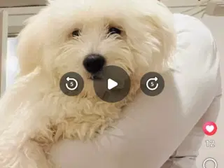 🐶 Bichon Malteser – han – 10 måneder 🐶
