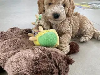 Cockerpoo, cockerdoodle, cockapoo, doodle