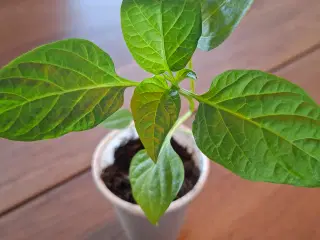 Chili og peberfrugt planter sælges. 10 kr stykket