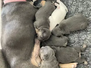 Fransk bulldog hvalpe