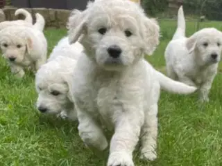 Hvalpe - Goldendoodle
