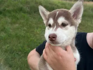 Lækker husky hvalp 😍