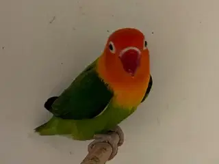 Rødhovedet Dværgpapegøje