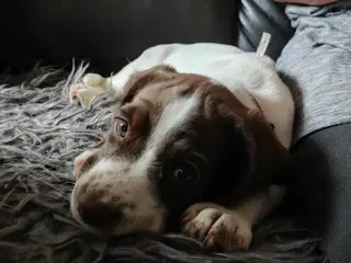 Springer spaniel klar den 4 august til nyt hjem. 
