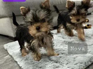 Skønne Yorkshire Terrier hvalpe til salg!