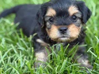 Cavalier/Bichon Blanding 