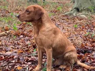 Labrador til avlstjenste